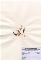 藏品(鋸齒麒麟菜)的圖片